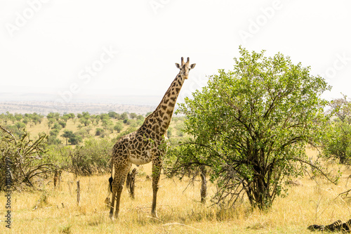 a giraffe in Serengeti National Park, Tanzania, Africa © Massimo