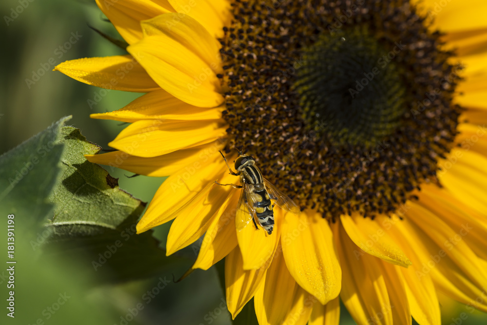 Sonneblume auf einem Sonnenblumenfeld mit einer Schwebfliege Sonneblume auf einem Sonnenblumenfeld mit einer Schwebfliege