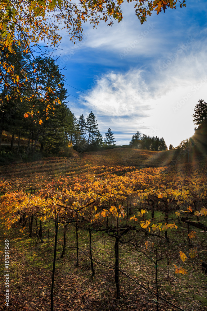 Autumn colors in a hillside vineyard. Looking up the hill into the sun. Pine trees are on each side of the vineyard. A blue sky with puffy white clouds are in the background