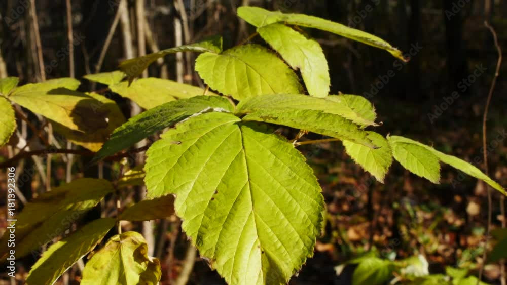 Autumn Green Leaves In Sunlight Swinging In The Wind Autumn Green Leaves In Sunlight Swinging In The Wind
