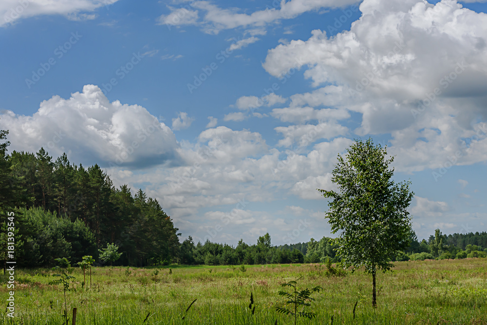 Obraz premium Field with green grass and clowds, Lithuania