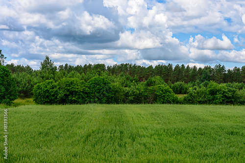 Field with green grass, Lithuania