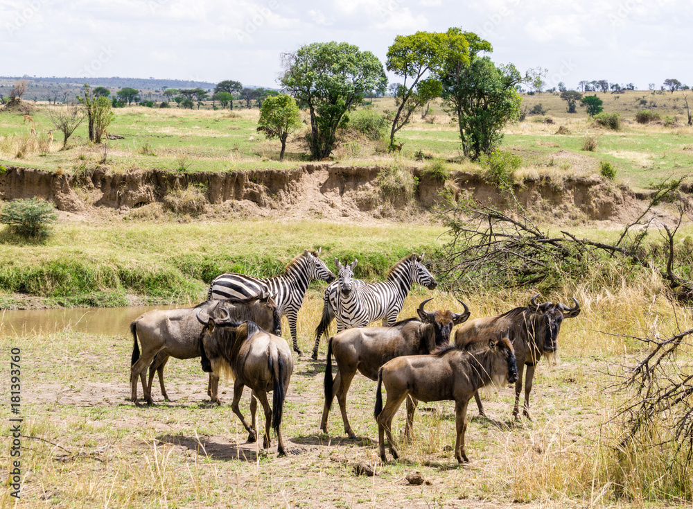 Wildebeest migration at Serengeti Tanzania Africa Wildebeest migration at Serengeti Tanzania Africa