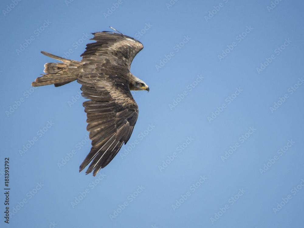 Obraz premium Aquila Reale