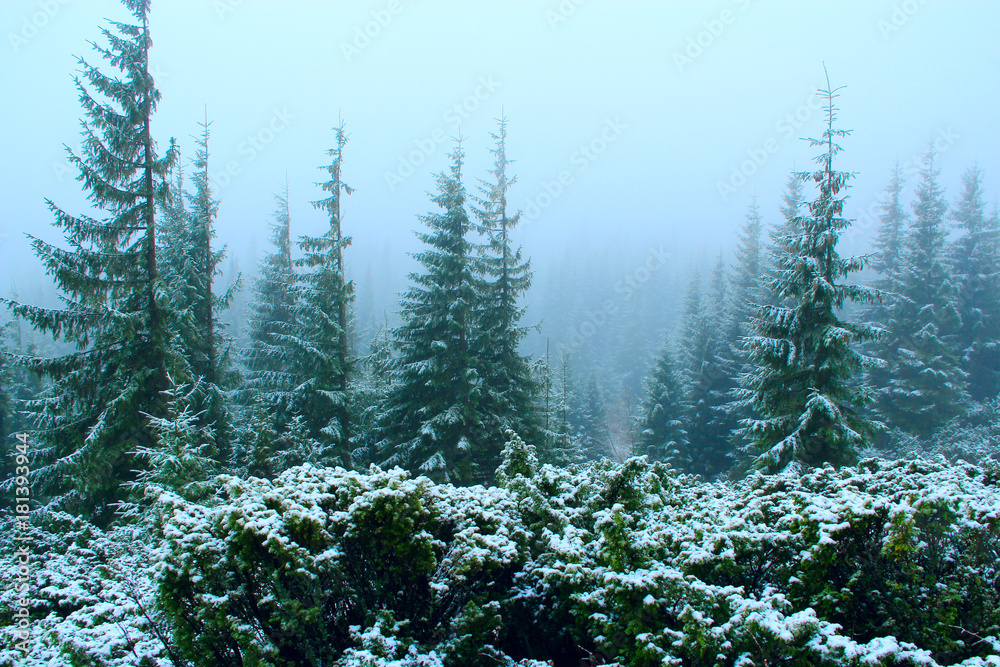Fototapeta premium forest with fir-trees after the first snow in the year