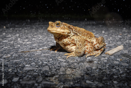Toad on the road