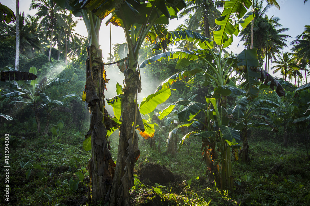 banana tree banana tree