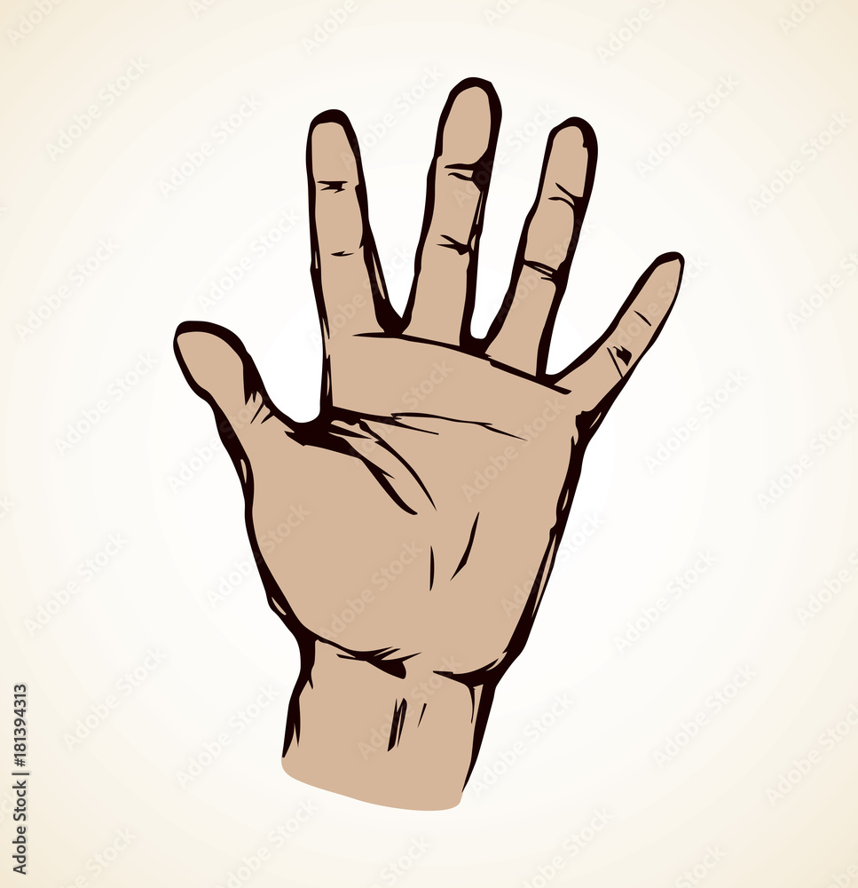 Obraz premium Palm. Vector drawing