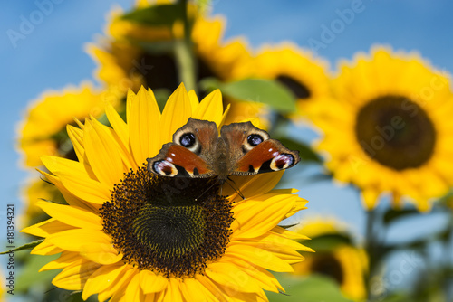 Sonnenblume auf einem Sonnenblumenfeld mit einem Schmetterling (Tagpfauenauge)