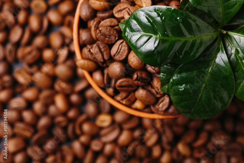 Coffee plant tree and roasted coffee beans. Top view