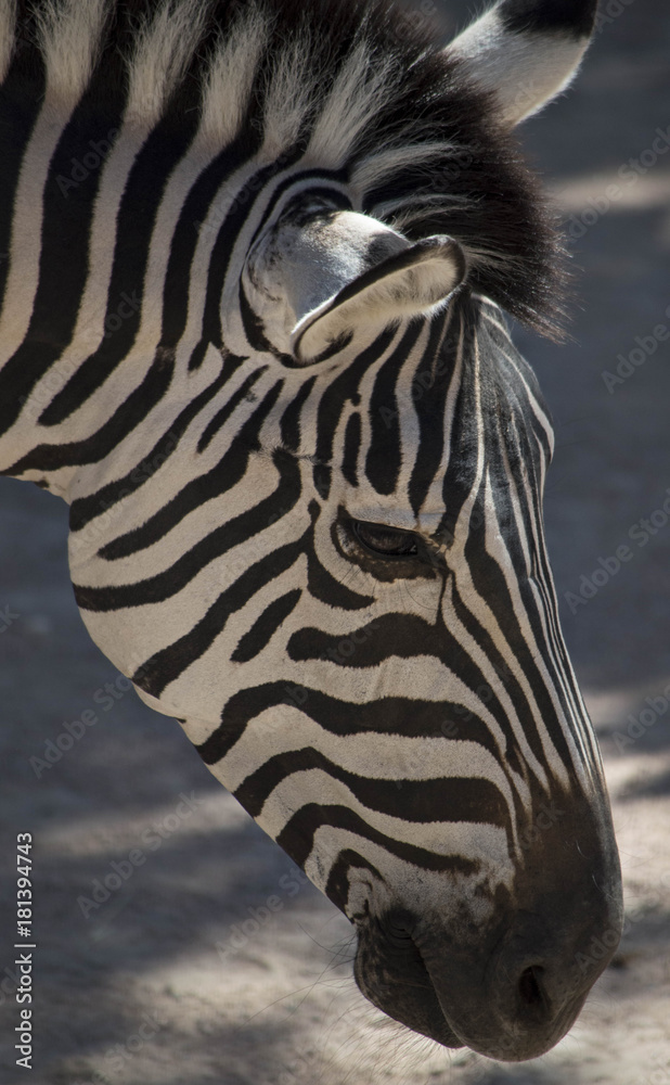 Naklejka premium Zebra