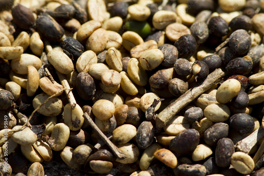 drying, pealing coffee beans drying, pealing coffee beans