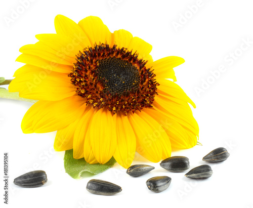 Sunflower with green leaf and seeds isolated on white background
