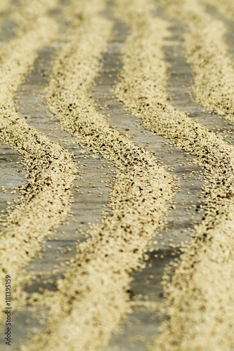 drying, pealing coffee beans