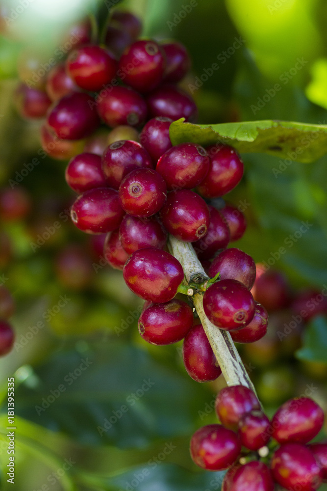 coffee beans