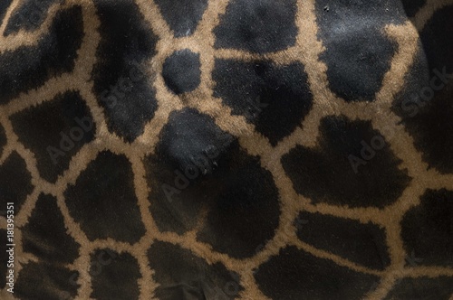Giraffa Africana photo