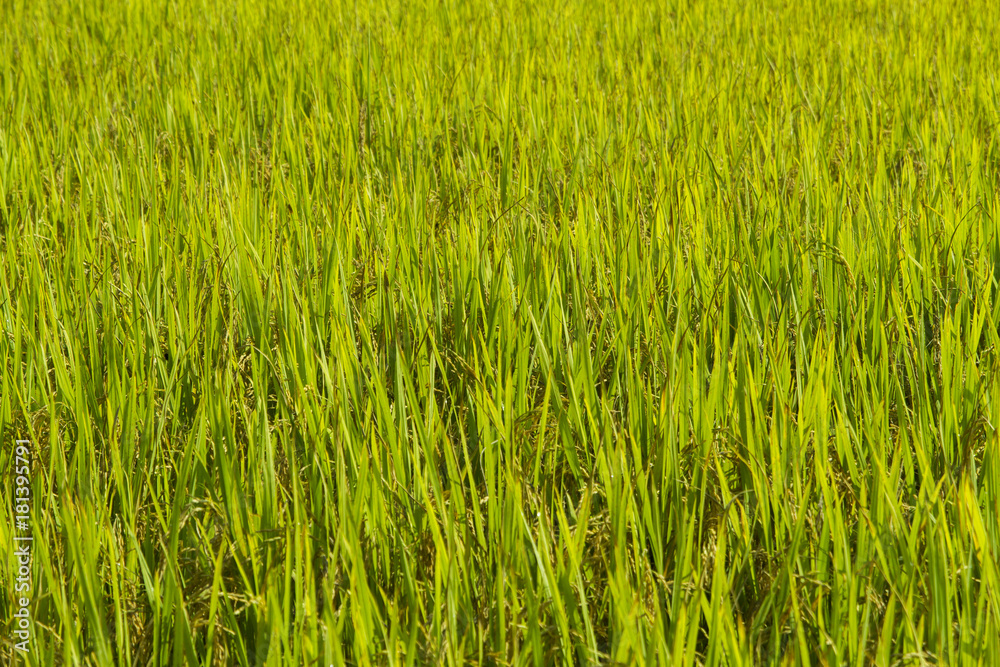 Obraz premium rice field