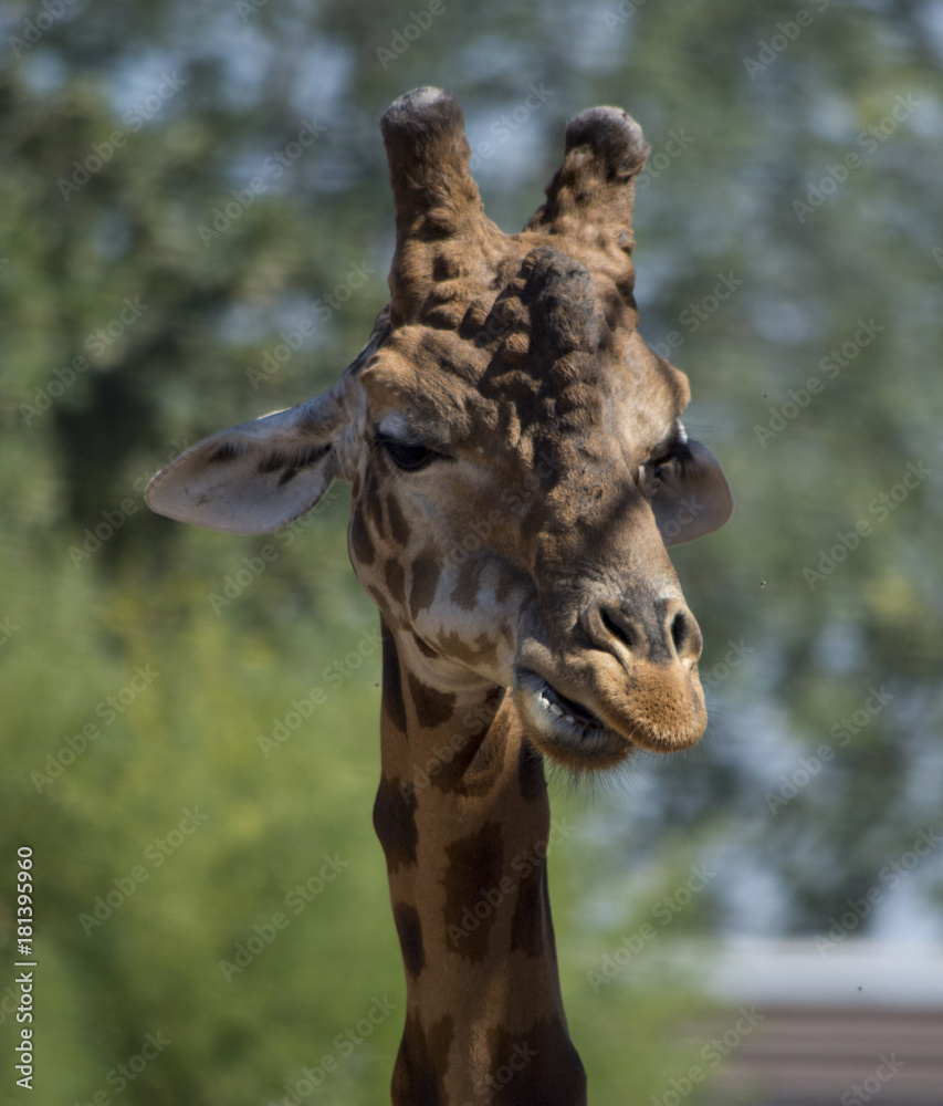 Fototapeta premium Giraffa Africana