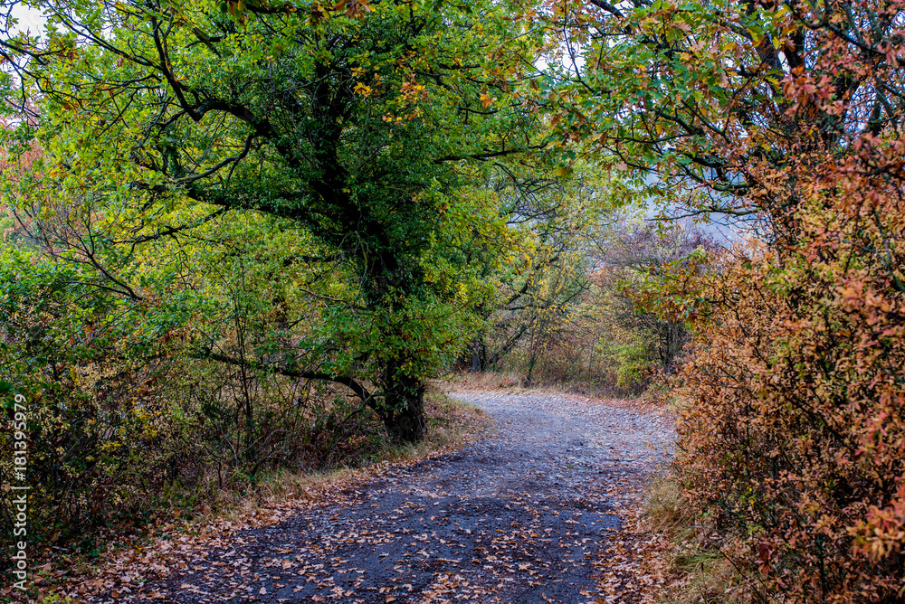 fall scene with road and autumn foliage on trees fall scene with road and autumn foliage on trees