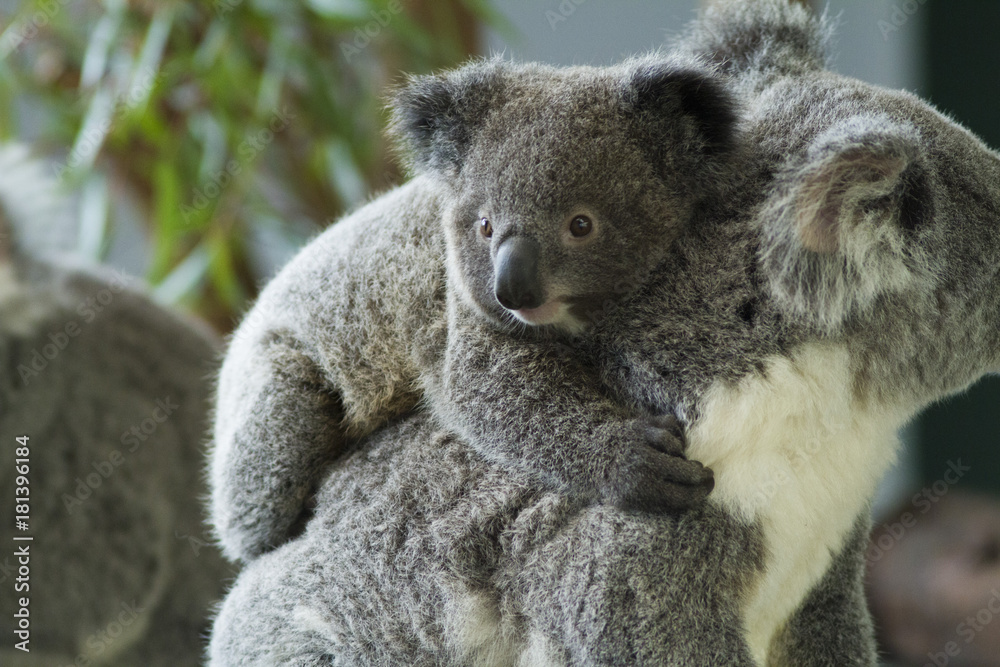 Naklejka premium koala bear