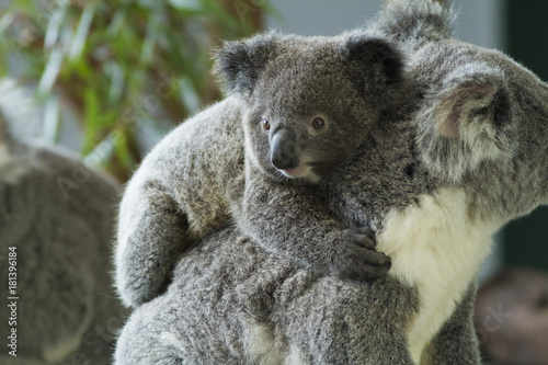 Fototapeta Naklejka Na Ścianę i Meble -  koala bear