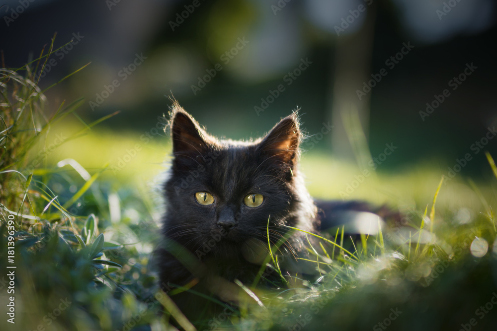 Chat noir dans l'herbe