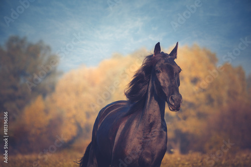 Portrait of black horse on the yellow autumn and blue sky background