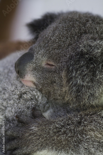 Canvas Print koala bear