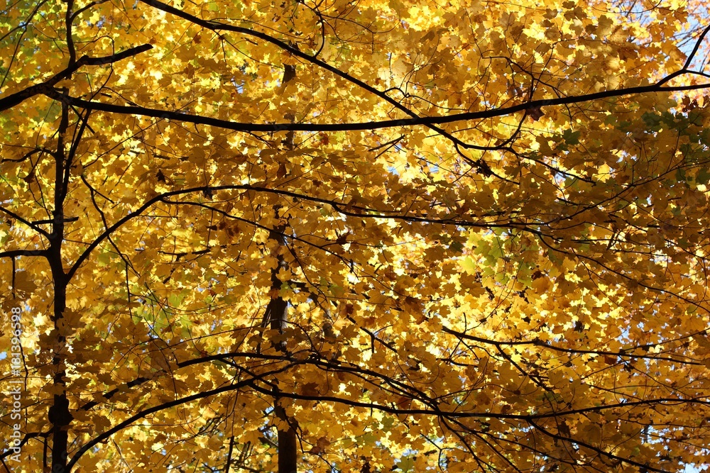 Yellow maple Yellow maple