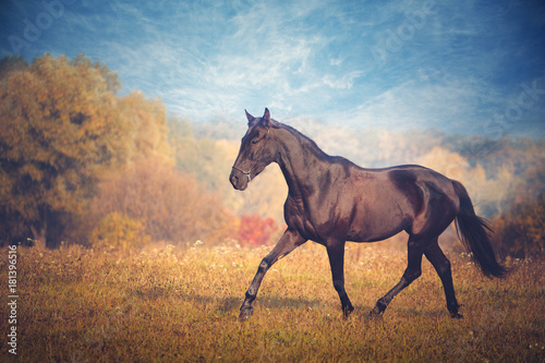 Black horse galloping on the trees and sky background in autumn © ashva
