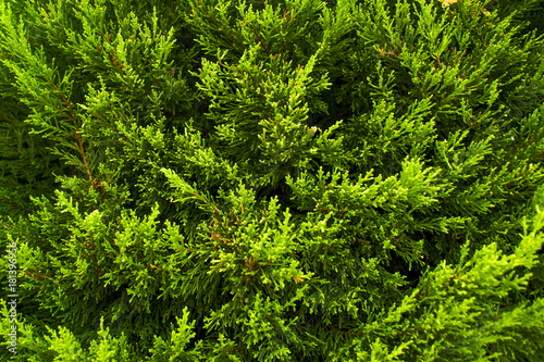 green branches of the thuja.