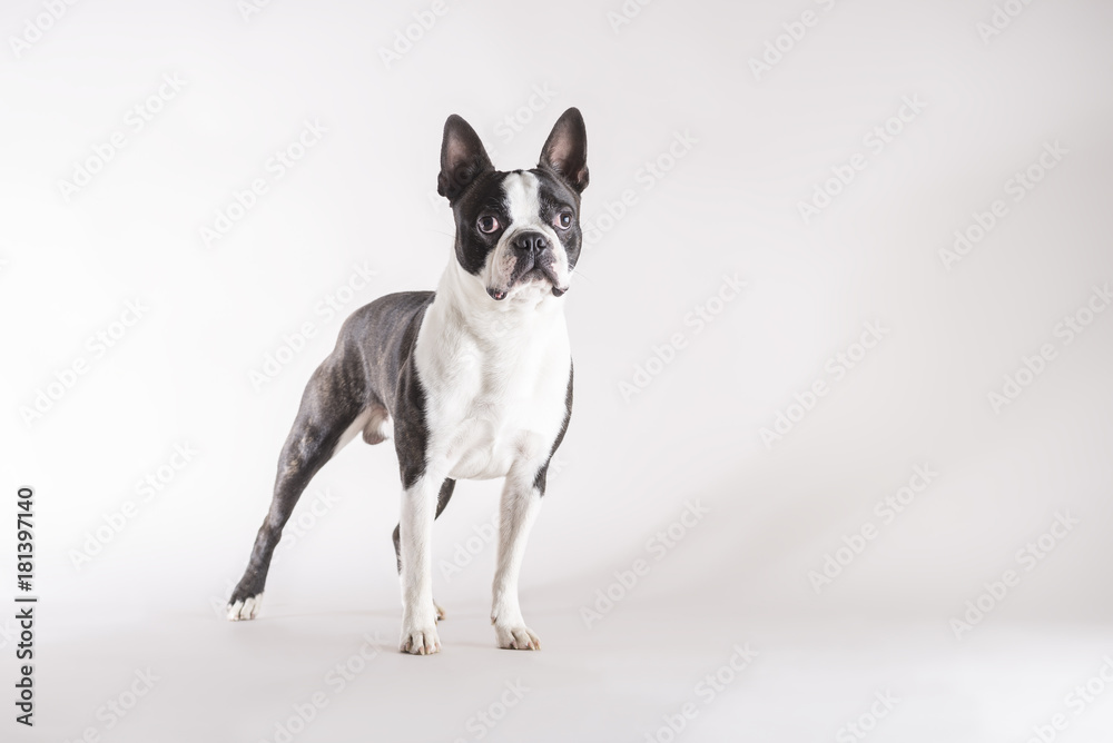 Full length of a young Boston Terrier dog Full length of a young Boston Terrier dog