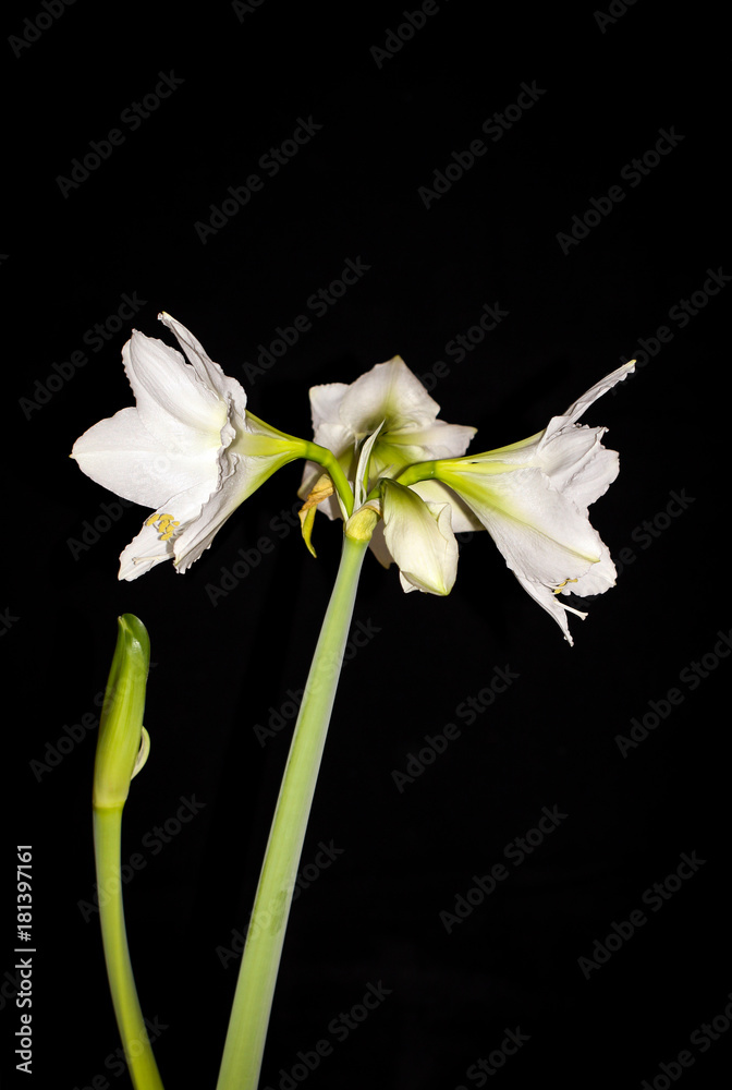 Weiße Ameryllis Weiße Ameryllis