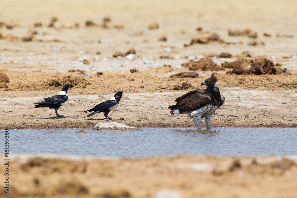 Fototapeta premium Martial Eagle drinking at pool