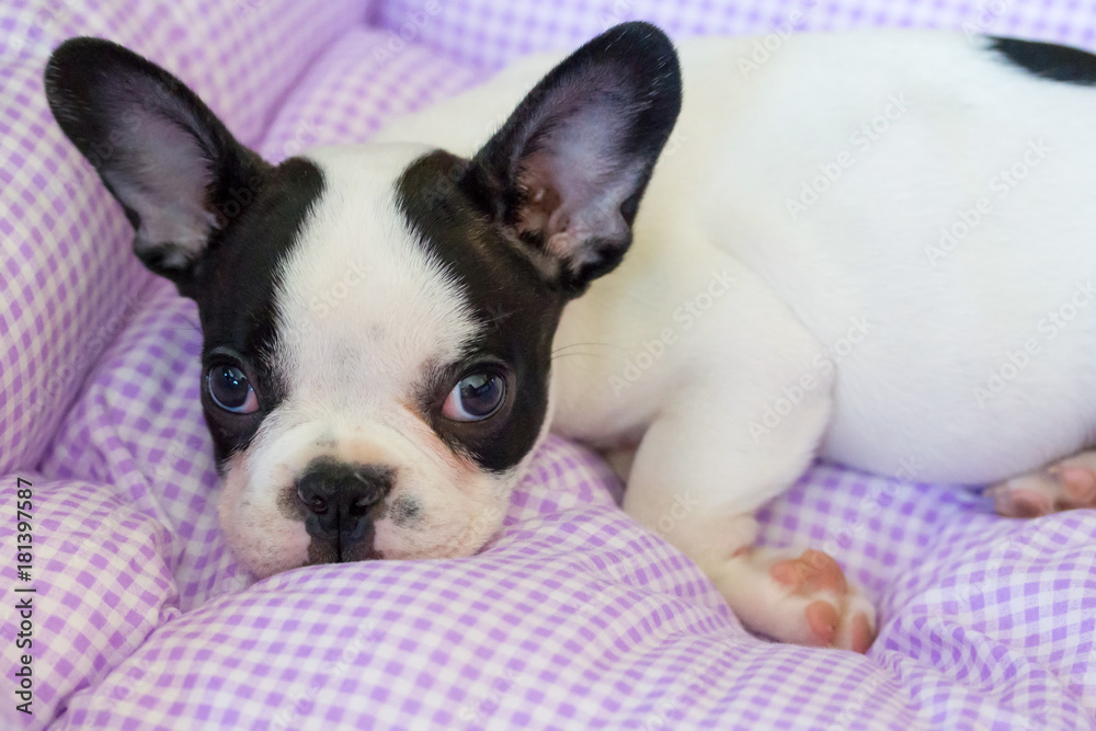 Cute french bulldog puppy Cute french bulldog puppy