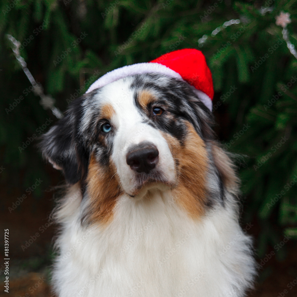 Serious australian shepherd in red santa cap face under the christmas tree. New year of the dog 2018 symbol concept.