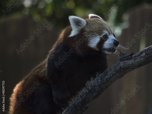 Fototapeta Naklejka Na Ścianę i Meble -  Panda Rosso