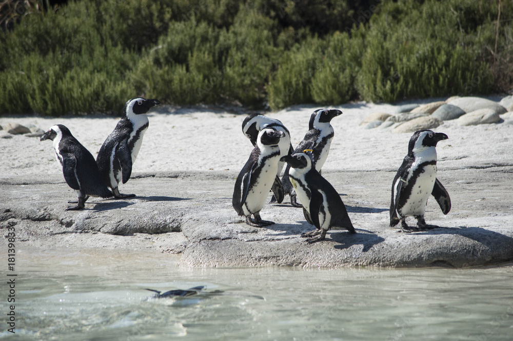 Fototapeta premium Pinguini