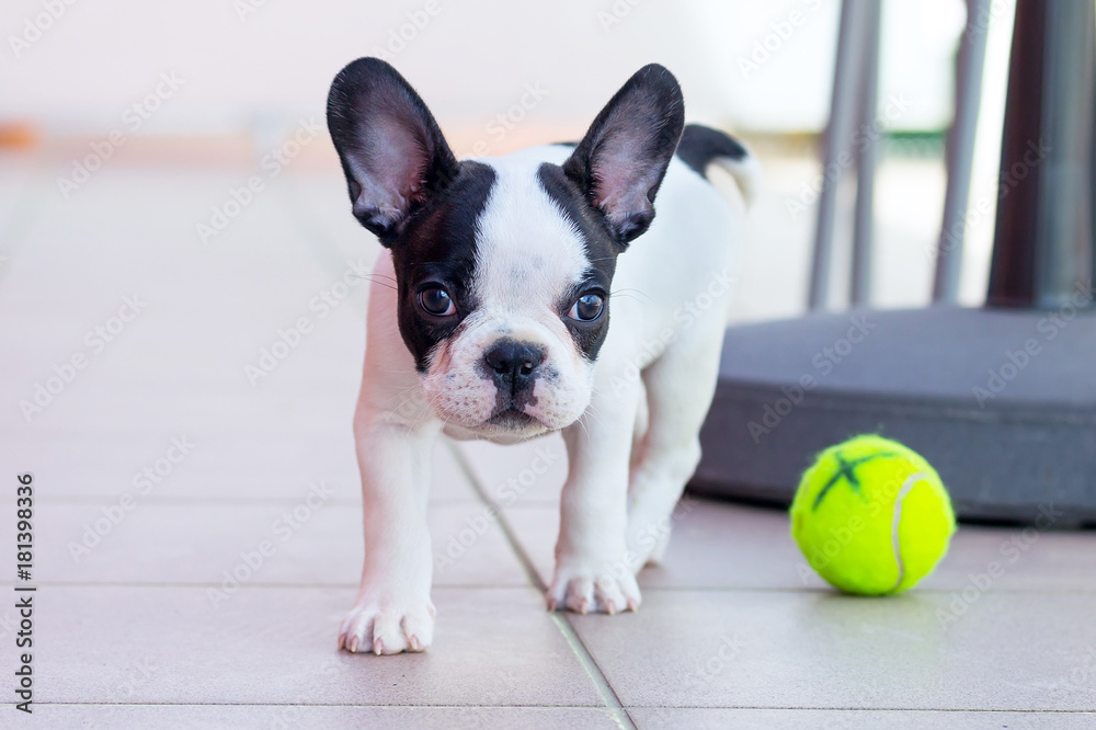 French bulldog puppy playing with his ball