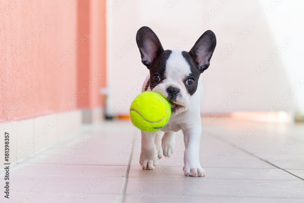 French bulldog puppy playing with his ball - obrazy, fototapety, plakaty 