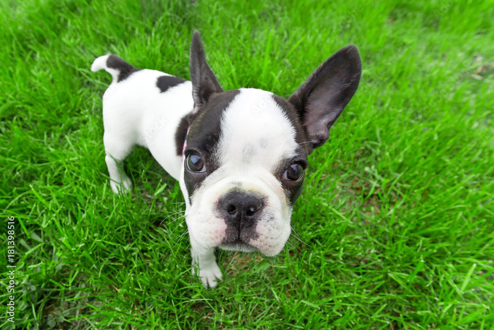 Fototapeta premium French bulldog puppy on the grass