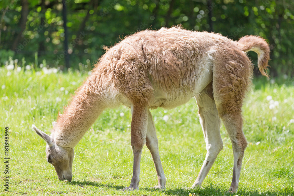 Close up portrait of grazing Guanako llama Lama guanicoe on green grass. Close up portrait of grazing Guanako llama Lama guanicoe on green grass.