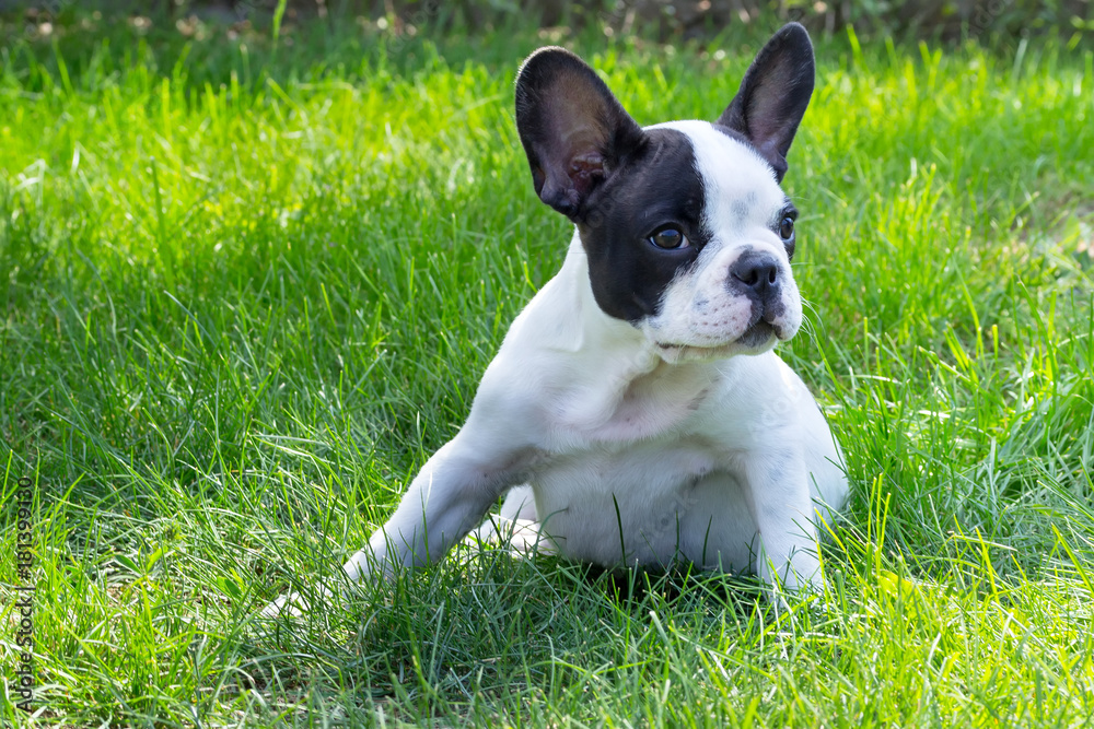 French bulldog puppy French bulldog puppy