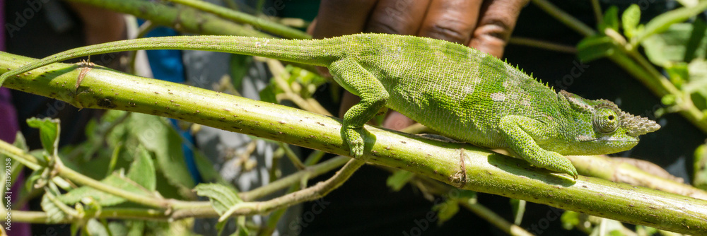 Obraz premium green chameleon walking on bamboo stick on Usumbara mountains in Lushoto, Tanzania, Africa