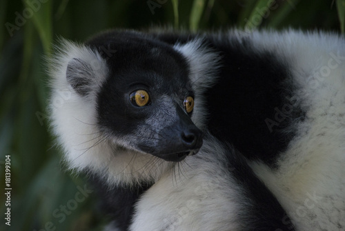 Lemure Bianco e Nero