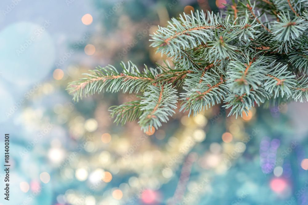 Branch of spruce tree. Holiday background Branch of spruce tree. Holiday background