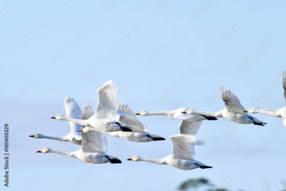 野鳥 白鳥 野鳥 白鳥