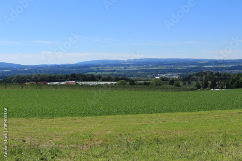Beautiful landscape with green corn fields  trees and blue sky in Gornhofen  Baden-Wuerttemberg  Germany.