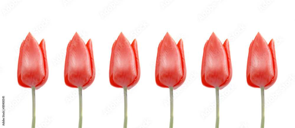 Rote Tulpen - Isoliert Rote Tulpen - Isoliert