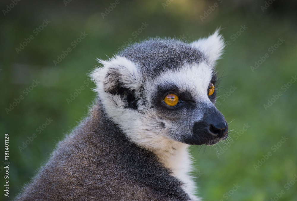 Obraz premium Lemuri